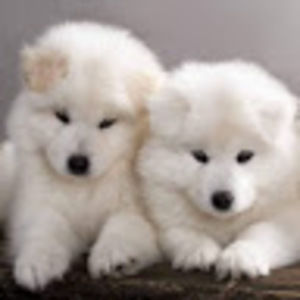 Meet your Posher, Micole